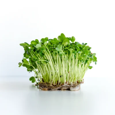 Microgreens ραπανιού Daikon καλλιεργημένα από σπόρους MP SEEDS.