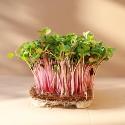 Ραπανάκι, Micro Mix microgreens καλλιεργημένα από MP Seeds σπόρους