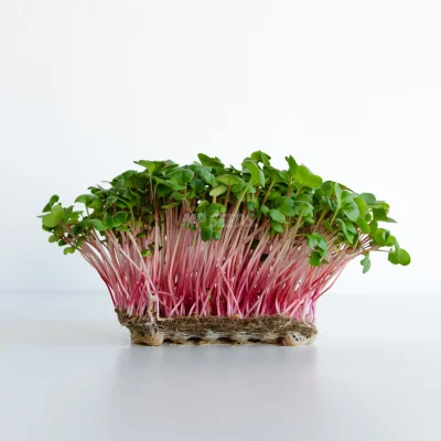 Radish Pink microgreens with coral pink stems and green leaves grown from MP SEEDS seeds.