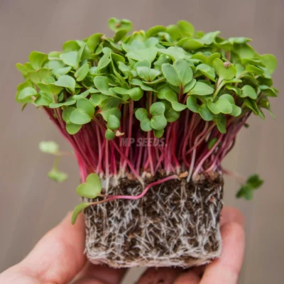 Micro-pousses de radis rose corail cultivées à partir de nos graines