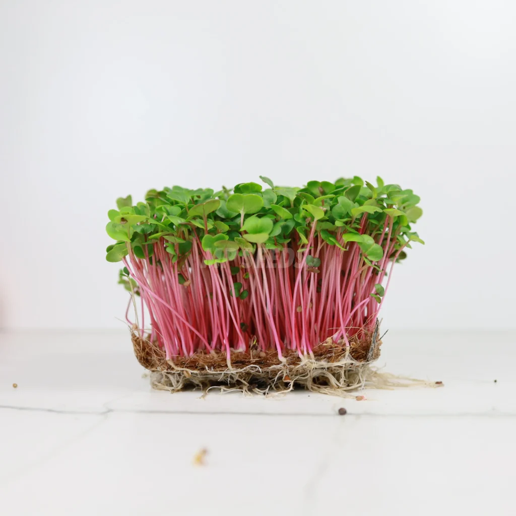  Ραπανάκι, Rose Microgreens