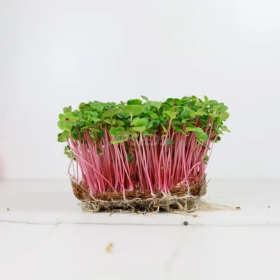 Ραπανάκι, Rose microgreens καλλιεργημένα από τους δικούς μας σπόρους