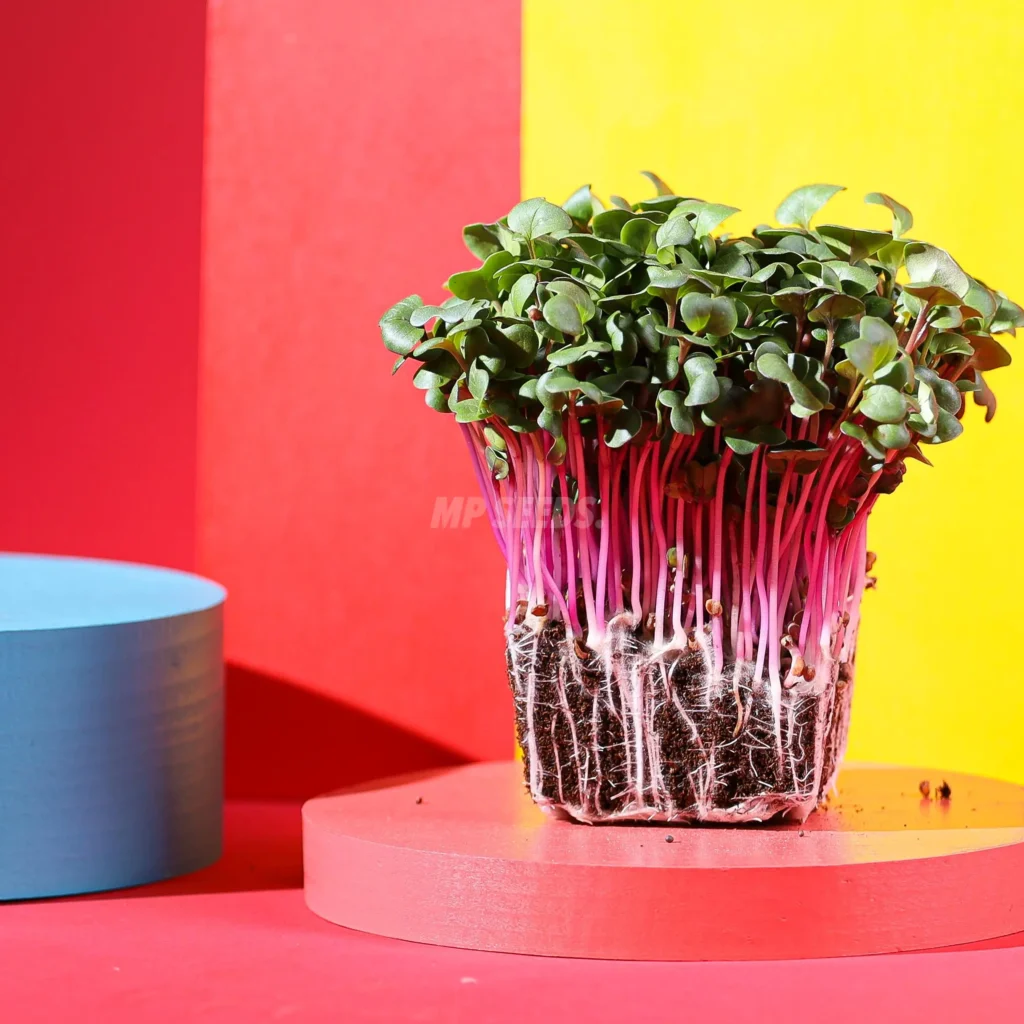 Ραπανάκι Rose Microgreens
