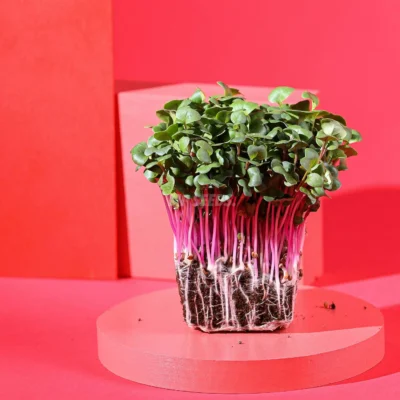 Ραπανάκι, Rose microgreens με ρίζες