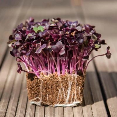 Ραπανάκι, Vulcano microgreens καλλιεργημένα από τους δικούς μας σπόρους