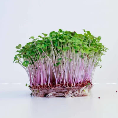 Ελαιοκράμβη, microgreens καλλιεργημένα από MP Seeds σπόρους - πλαϊνή όψη
