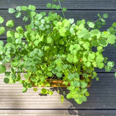 Salad Burnet microgreens καλλιεργημένα από MP Seeds σπόρους - λήψη από πάνω.