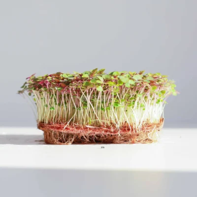 Perilla, Shiso BiColor microgreens καλλιεργημένα από τους δικούς μας σπόρους