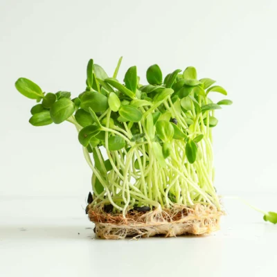 Ηλιοτρόπιο, Μικρό microgreens καλλιεργημένα από MP Seeds σπόρους - πλαϊνή όψη