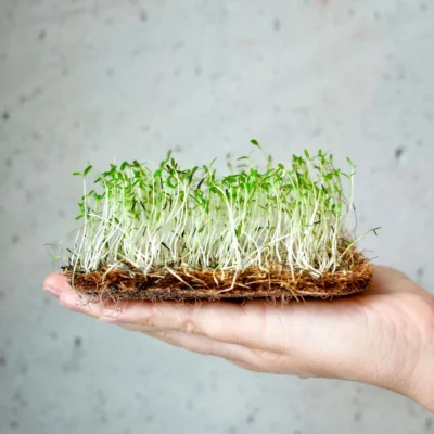 Microgreens Κατιφέ Citron στο χέρι