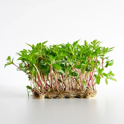 Tagette mexican microgreens grown from MP SEEDS seeds.