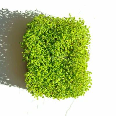 Θυμάρι, microgreens καλλιεργημένα από MP Seeds σπόρους - λήψη από πάνω