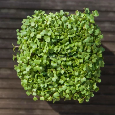 Γογγύλι, Σπόροι για microgreens καλλιεργημένα από MP Seeds σπόρους - λήψη από πάνω.