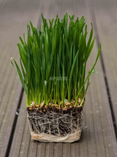 Σιτάρι, microgreens