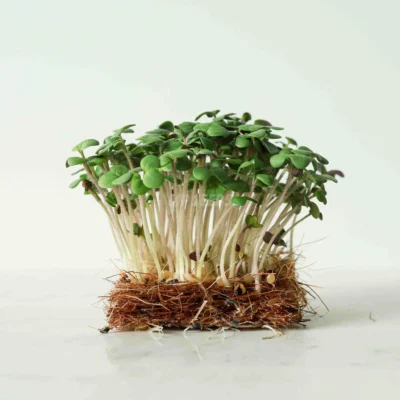 Μουστάρδα Λευκή microgreens καλλιεργημένα σε ίνες καρύδας