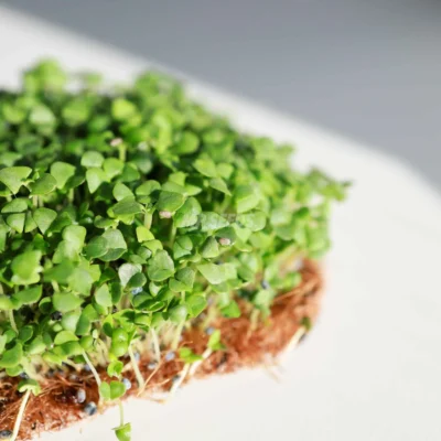Βασιλικός, Κανέλα Σπόροι microgreens καλλιεργημένα από MP Seeds σπόρους