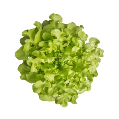 Πράσινο Salad Bowl κεφάλι μαρουλιού που καλλιεργείται από υδροπονικούς σπόρους MP Seeds
