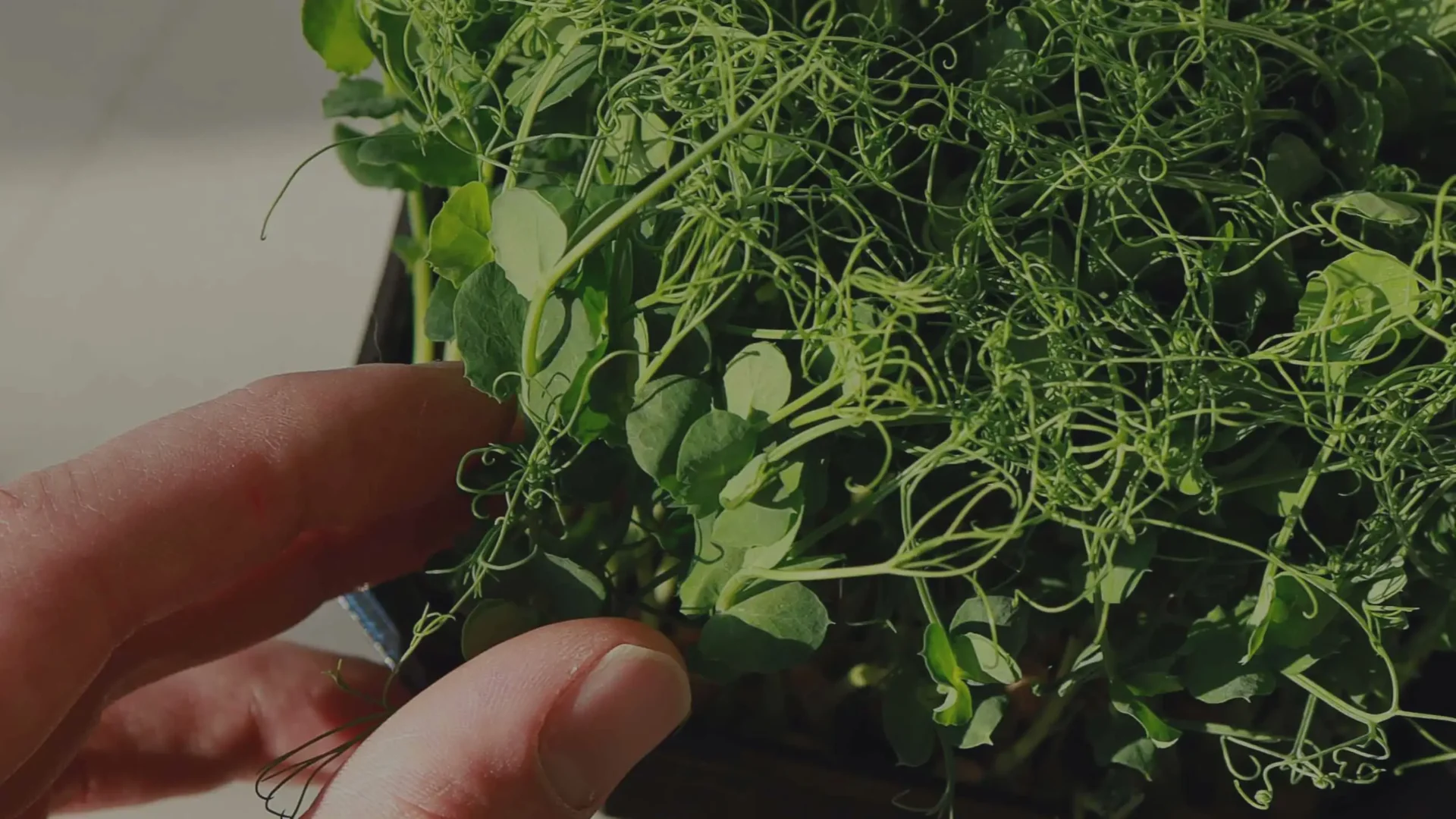 Απέφυγε τη Μούχλα στη Καλλιέργεια των Microgreens: Ολοκληρωμένος Οδηγός με Tips και Κόλπα