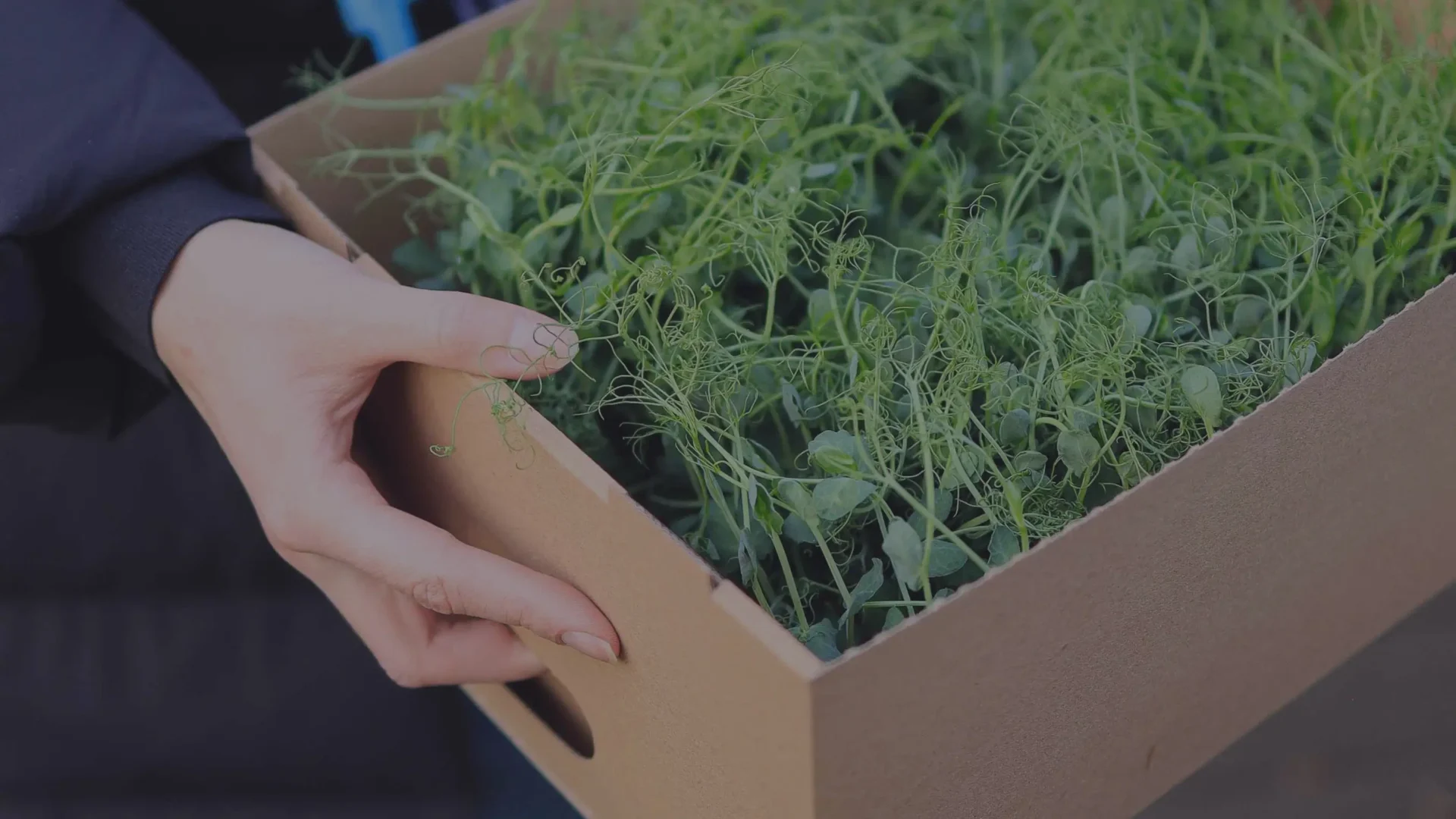 Προετοιμάζοντας τα Microgreens για Επαγγελματική Αγορά: Tips και Κόλπα για Ιδιοκτήτες Μικρών Επιχειρήσεων