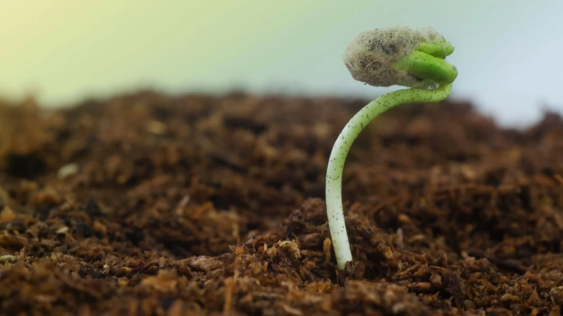 Επεξήγηση Εγγύησης Βλάστησης: MP SEEDS Διαδικασία Παραπόνων