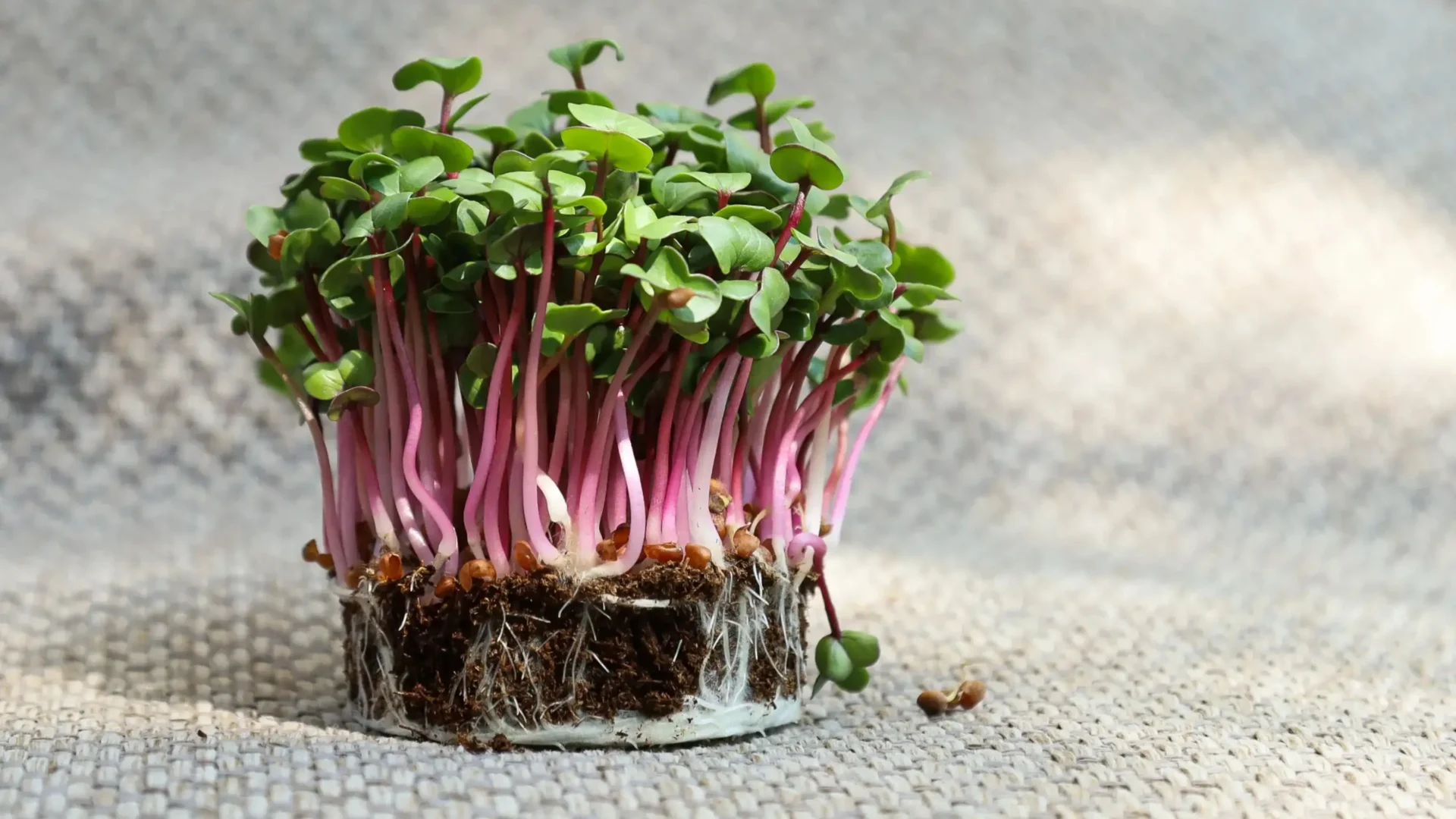 Κόκκινα Microgreens: Ανασκόπηση των 5 Κορυφαίων Ποικιλιών, με Tips για να Καλλιεργείς Υγιεινά και Νόστιμα