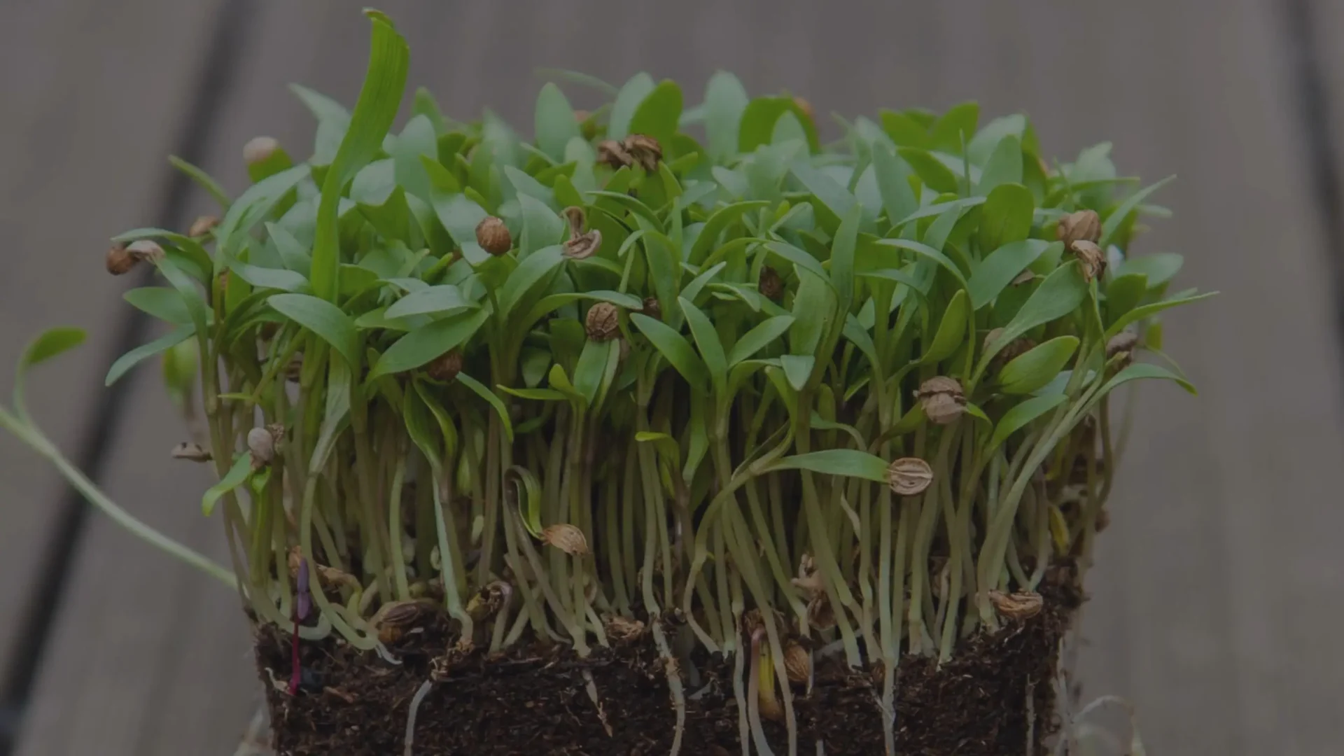 Καλλιεργώντας τον Κόλιανδρο Cilantro Microgreens με Διαιρεμένους: Δύο σε Ένα Προσφορά