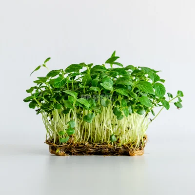 Microgreens πράσινης Perilla Shiso καλλιεργημένα από σπόρους MP SEEDS