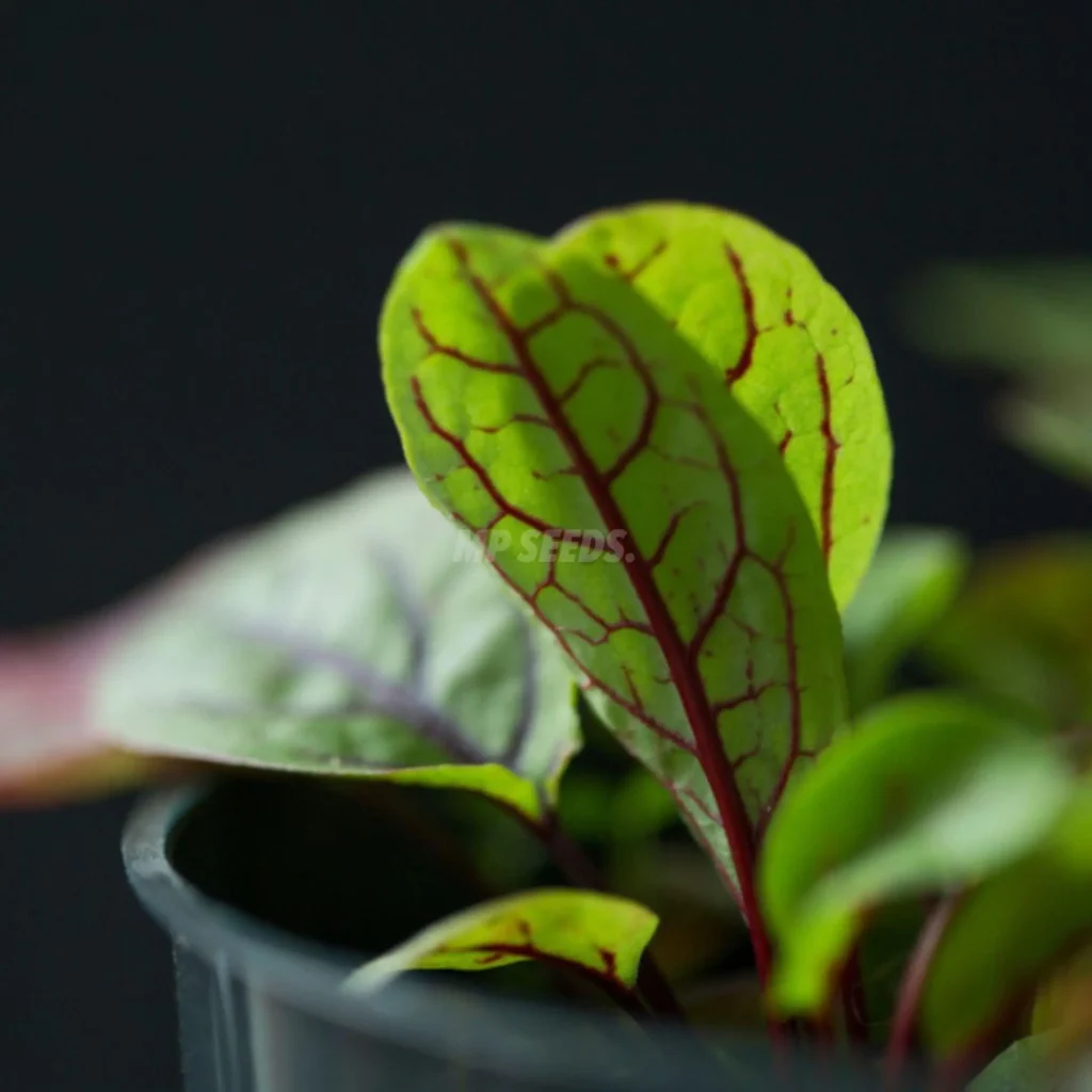 Λάπαθο κόκκινες φλέβες microgreens