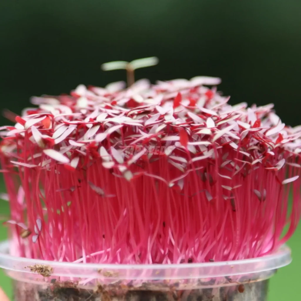 Νέα Microgreens Αμάραντος