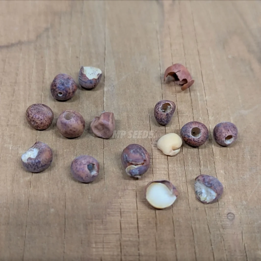 Holes in pea seeds, made by pea weavil.