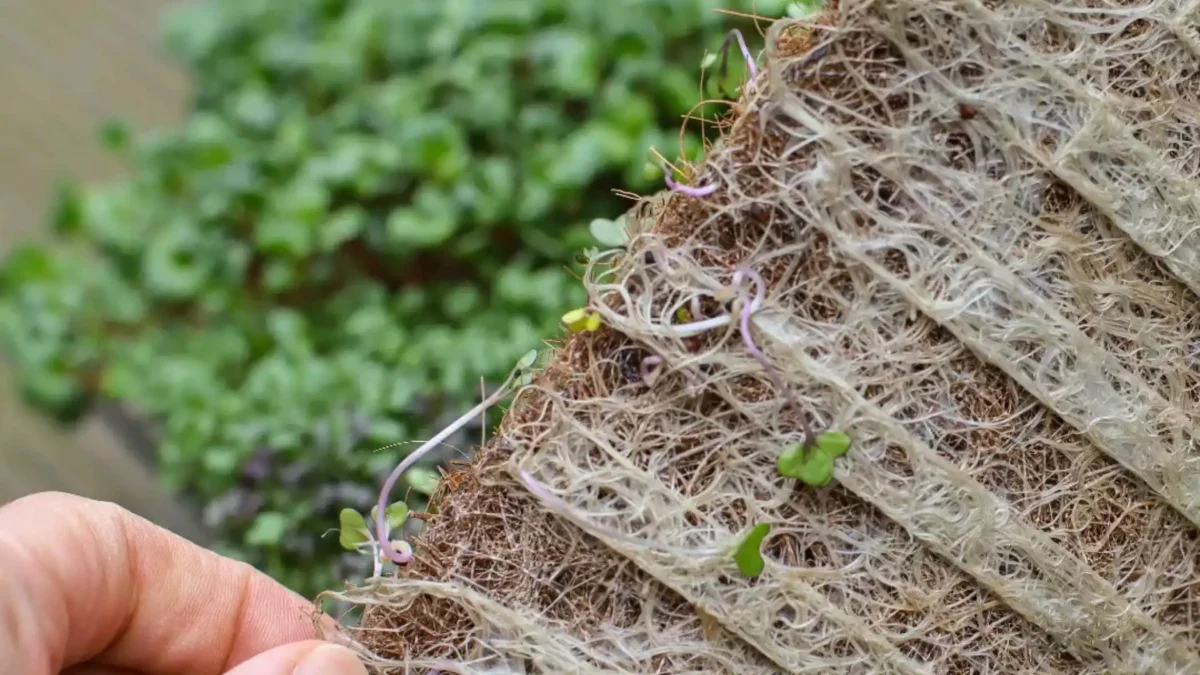 Coco στρώμα με microgreens ρίζες.
