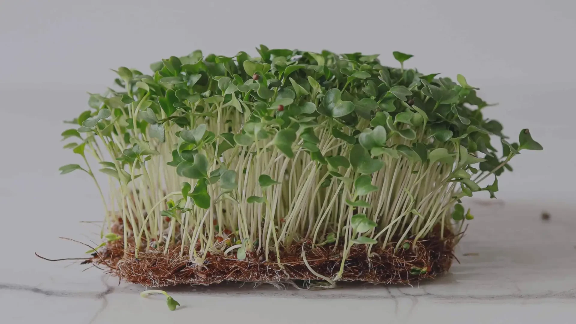 Η Δύναμη των Microgreens Μπρόκολο: Ξεκλειδώνοντας το Δυναμικό τους στην Υγεία και στις Γαστρονομικές Απολαύσεις