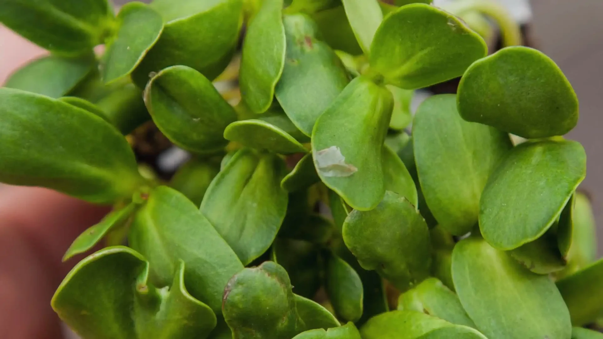 Πως να Καλλιεργήσεις Microgreens Ηλίανθου;