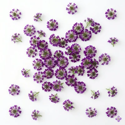 AI-Εικόνα βρώσιμων λουλουδιών Alyssum Violet με ζωντανά, στυλιζαρισμένα πέταλα, που απεικονίζει το διακοσμητικό τους δυναμικό και την οπτική τους ελκυστικότητα σε μια σύγχρονη γαστρονομική παρουσίαση.