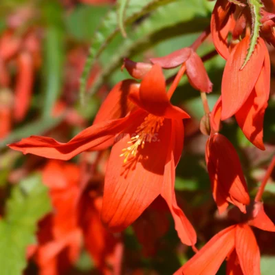 Orange Begonia edible flower.