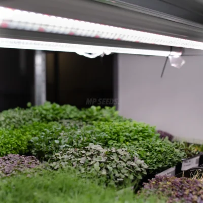 λάμπα ανάπτυξης πλήρους φάσματος για microgreens