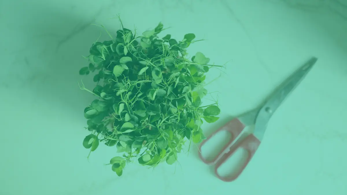 Πως να Διαλέξεις τα Σωστά Microgreens — Ένας Πρακτικός Οδηγός για Επαγγελματίες, Chefs & Καλλιεργητές στο Σπίτι