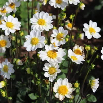 Dahlia bambino