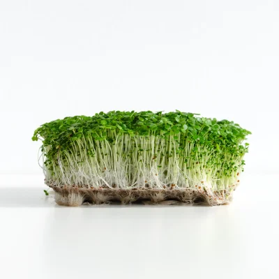 Watercress microgreens grown from MP SEEDS seeds - early stage of growth.
