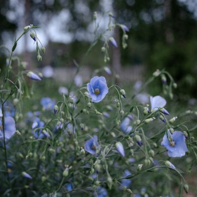 Flax Microgreens Seeds Flowers